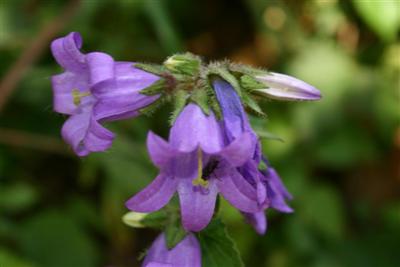 Campanule en fleur